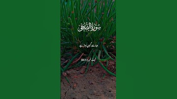 sureh Ad-Dhuha|سورة الضحى| beautiful ❤️ lines of Quran pak 🤲 Allah se rizq mango seraf #jummamubarak