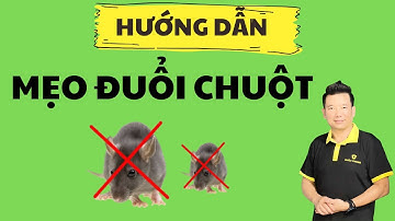 Mẹo Đuổi Chuột ra khỏi nhà Không Tốn Tiền