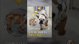 “나는 고은애입니다.” 뼈만 남은 불독 살찌우기 임보작전!