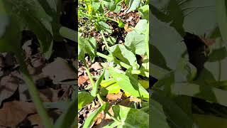 Spring in a Japanese mountain village: Fukagawa, Minamata, Kumamoto, Japan. #countrybeauty