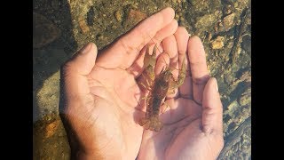 How to catch crayfish with bare hands ...