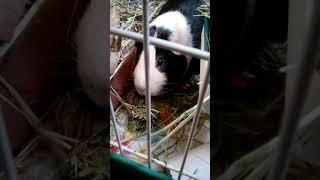 Pigs eat hay and forage treats|| Curious Cavies