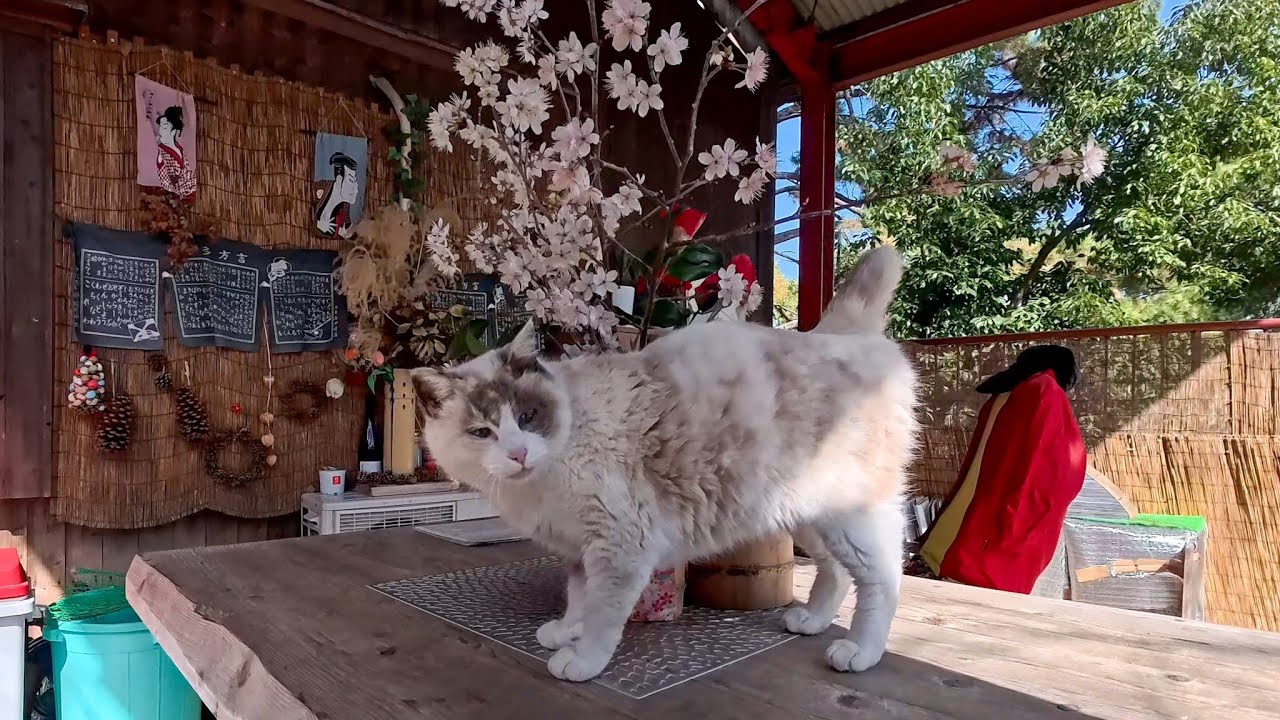 天気がいい日に神社へ行ったら…裏の休憩所で猫たちがのんびりお昼寝していました