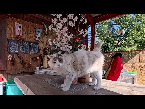 天気がいい日に神社へ行ったら…裏の休憩所で猫たちがのんびりお昼寝していました