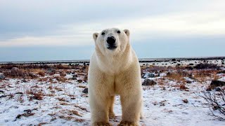 Белый медведь – крупный хищник севера. Описание и фото белого медведя