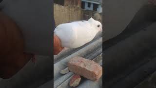 #kabootar #pigeon #⃣like 🕊️🕊️👍