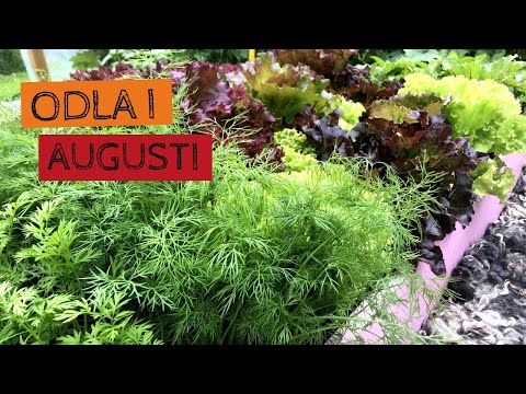 Video: Augusti: Vad Planterar Vi I Trädgården?