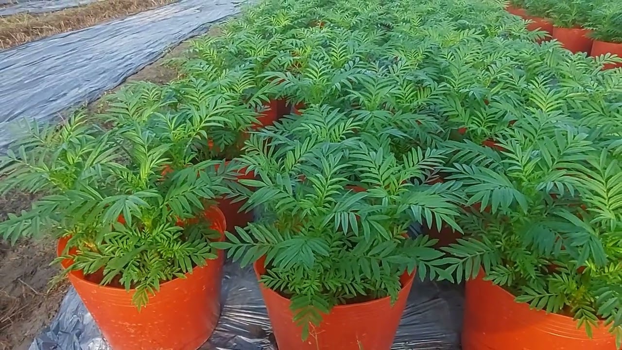 cách tưới nước cho hoa vạn thọ 21/11/2024