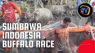 SUMBAWA  INDONESIA BUFALLO  RACE AND TRADITONAL MUSIC screenshot 5