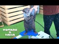 放水訓練するカワウソコタローのホース暴走　Otter For Water Discharge Training