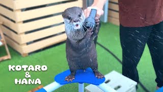 放水訓練するカワウソコタローのホース暴走　Otter For Water Discharge Training