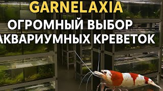 :    GARNELAXIA # #aquariumhobby #planetaquarium #