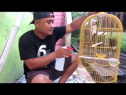 Video: Cara Menjinakkan Degu