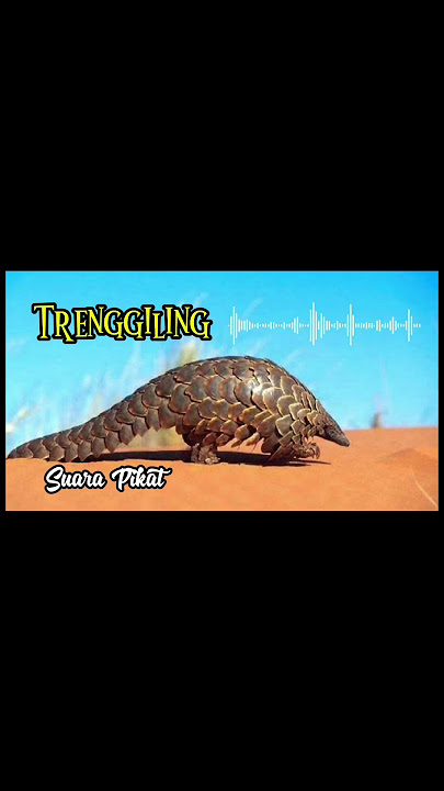 Trenggiling #suarapikat #trenggiling
