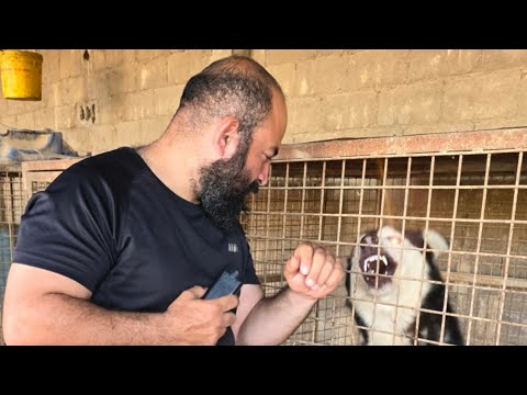 جهاز طارد للكلاب الضالة بالموجات فوق الصوتيه هل سينجح
