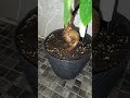 Day 28: Overview of Ficus Bonsai Retusa Goes Viral! #chill #plantcare #ficusbonsairetusa