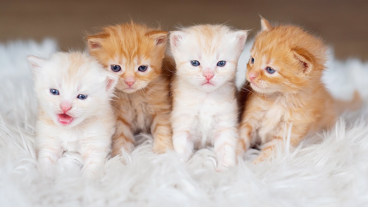 TINY ADORABLE BABY KITTEN VIDEO, SILLY UPBEAT MUSIC, HAPPY MOOD BOOSTER ...