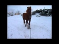 Les poneys font du ski