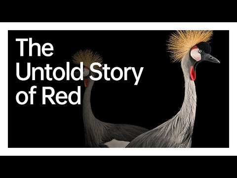 Endangered Red | OPPO x National Geographic