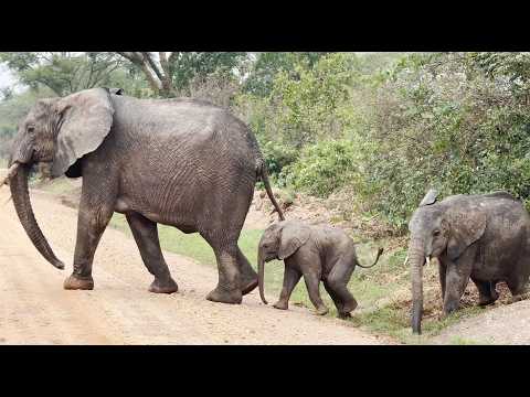 Inside _ Queen Elizabeth National Park. The home of Elephants, leopards, Lions etc