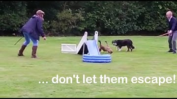 How to Win at a Duck Herding Team Building Event.