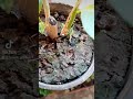 لون اخضر علي سطح الزرع
