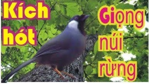 khướu hót.khướu bạc má hót giọng rừng.kích khướu luyện giọng sáng.