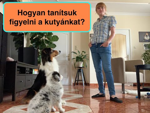 Videó: Miért Bámul Rám A Kutyám?