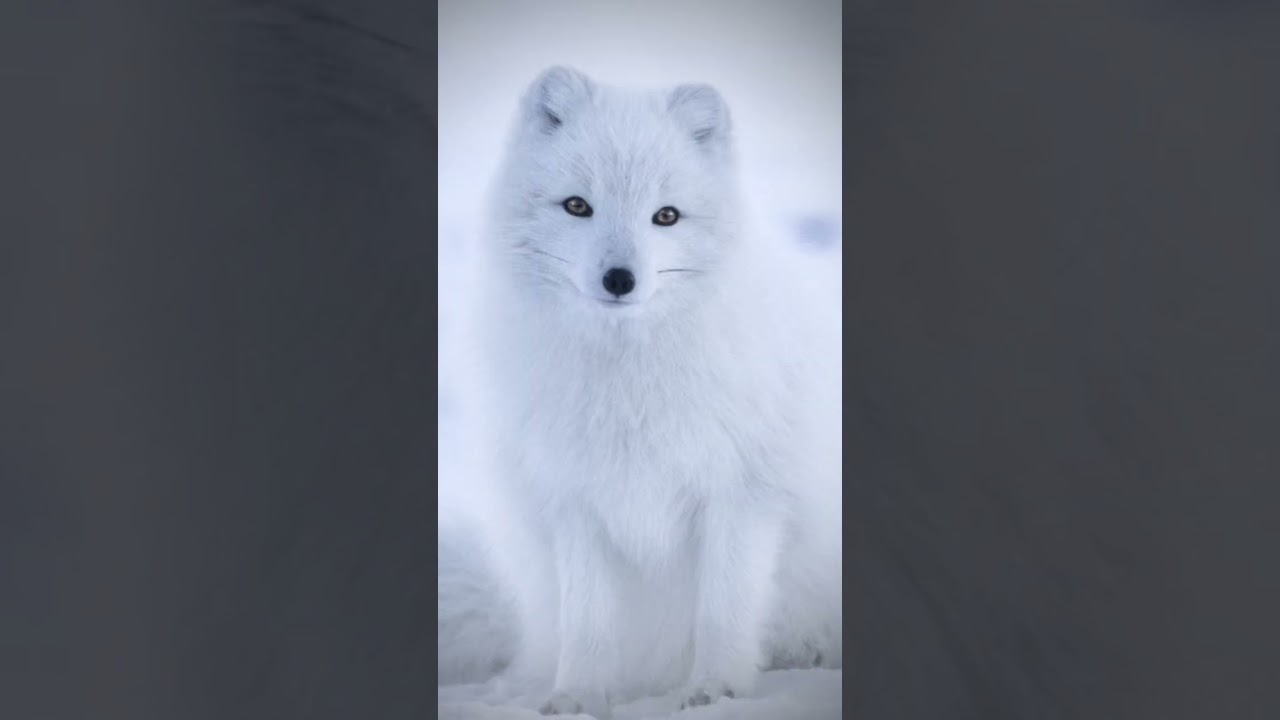 fox therian wallpapers｜TikTok Search