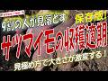 【サツマイモ栽培】収穫適期の見極め方（サツマイモの収穫時期はいつ？ベストな大きさで収穫するタイミングを完全解説！）