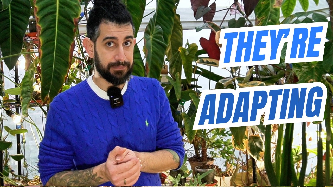 Your Plants Aren’t Dying, They’re Adapting 🌑 Low Light Truth