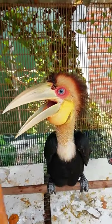 Suara burung Rangkong