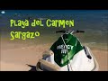Playa Del Carmen Hoy 1 De Noviembre 2019 | Sargazo | Mamitas Beach Club