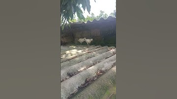 cặp gà rừng bạch tạng - gà rừng đột biến gen / nét độc đáo quê nhà