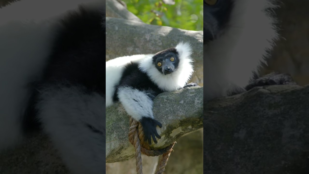 Black-And-White Ruffed Lemur