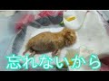 ドラ子の子と 最後のお別れ