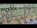 玉ねぎ栽培【最後の追肥】止め肥を与えるタイミングは十分注意してください　22/3/26