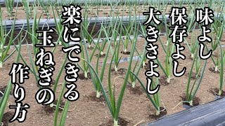玉ねぎ栽培【最後の追肥】止め肥を与えるタイミングは十分注意してください　22/3/26