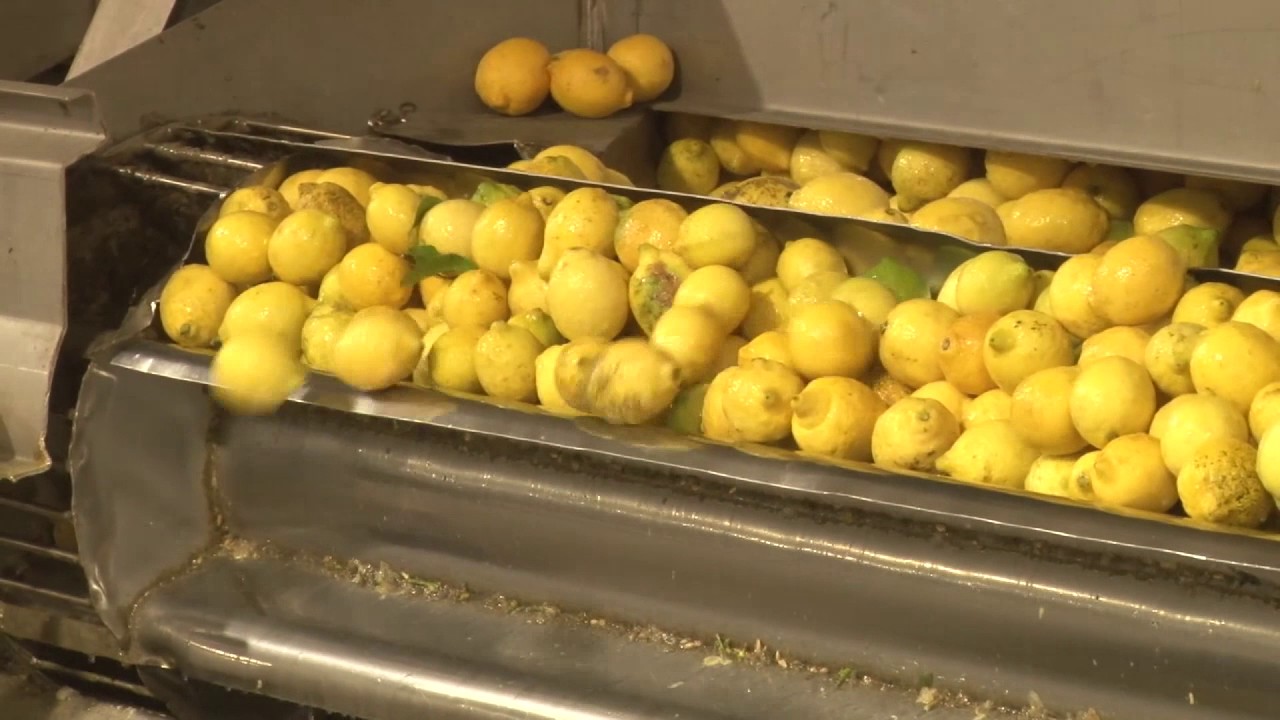 Todo listo para que Tucumán exporte limones a Estados Unidos - Tucumán Gobierno