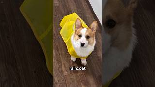 He Waited All Day Just to Go Outside… Even in the Rain
