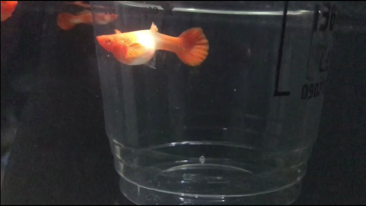 Cách nhận biết cá 7 màu sắp đẻ. Lâu rồi mới có lại cảm giác ...