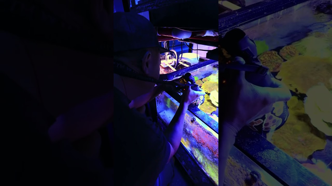 Working at a Coral Farm! 🪸
