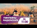 Не пропустите "Пингвины Мадагаскара" в эту пятницу!