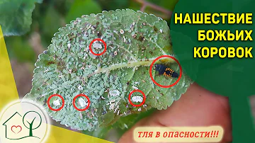 Божьи коровки - лучшее средство против тли