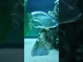 ASMR Underwater Slime Drift 🌊 Hypnotic Flow & Deep Calm