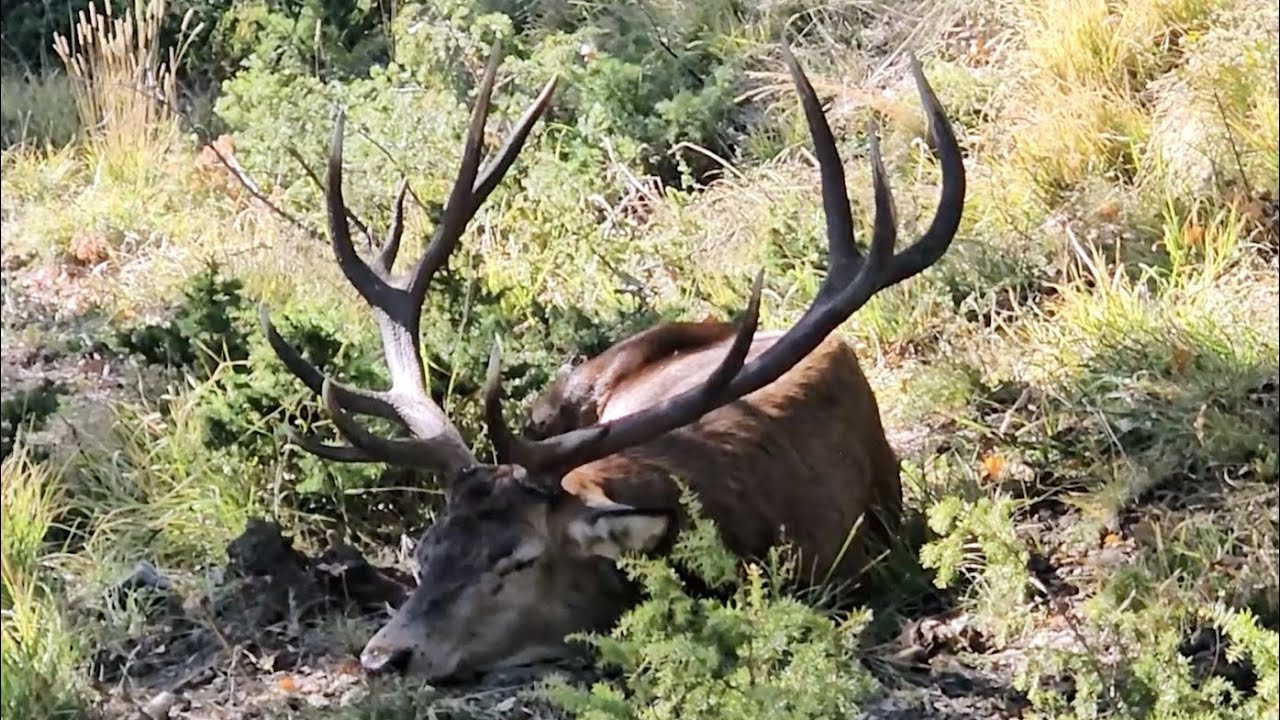 La storia di Aniceto: il cervo della Laga assai mansueto!