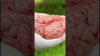Cooking Cow Brain Recipe | Tasty Meal 🥘
