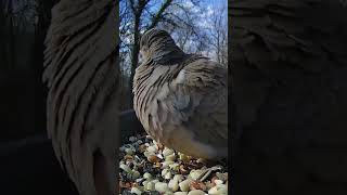 Sleepy Mourning #Dove | #birdphotography #birds #birding #mourningdove Net Worth