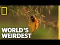 Weaver Home Security | World's Weirdest