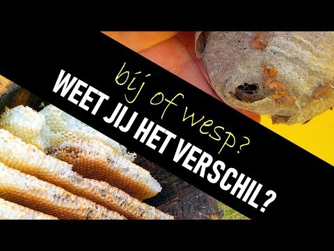 Het verschil tussen bijen- en wespennesten